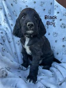 Irish/ English Setters