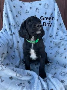 Irish/ English Setters - Photo 2