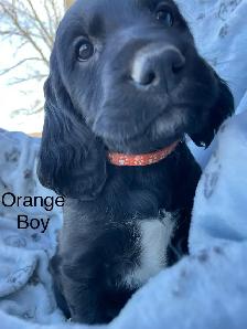 Irish/ English Setters - Photo 4