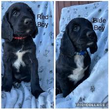 Irish/ English Setters - Photo 5