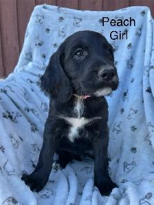 Irish/ English Setters - Photo 6