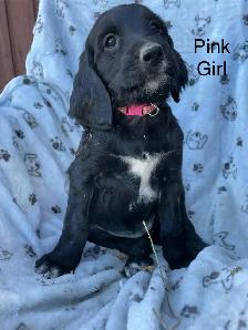 Irish/ English Setters - Photo 7