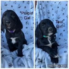 Irish/ English Setters - Photo 8