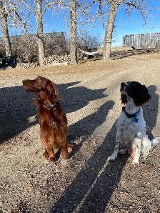 Irish/ English Setters - Photo 9