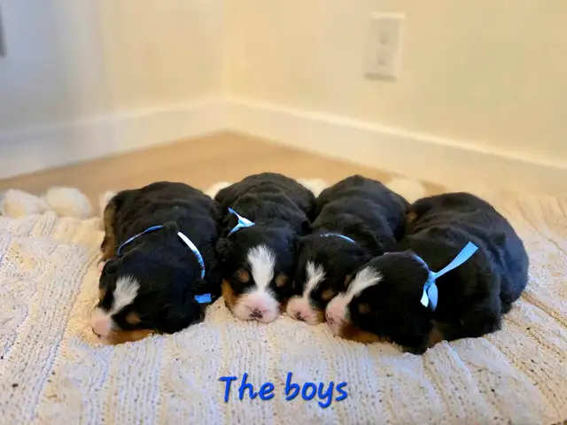 Bernese Mountain Dog Puppies