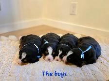 Bernese Mountain Dog Puppies