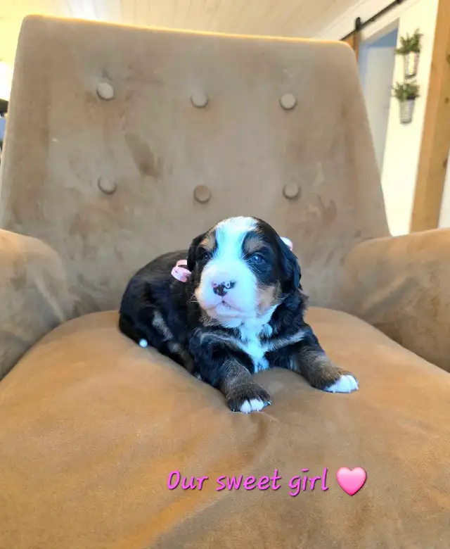 Bernese Mountain Dog Puppies - Photo 2
