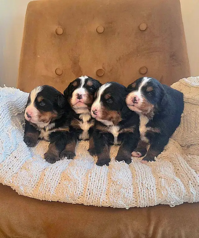 Bernese Mountain Dog Puppies - Photo 3