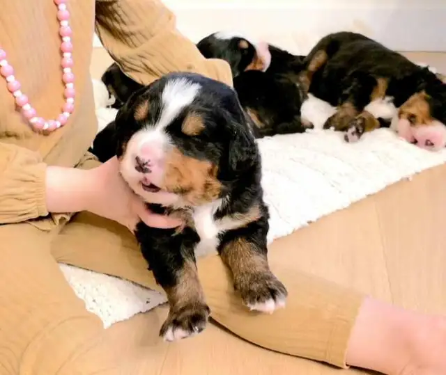 Bernese Mountain Dog Puppies - Photo 4