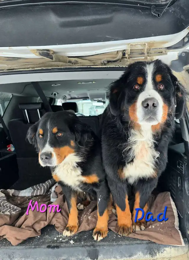 Bernese Mountain Dog Puppies - Photo 5