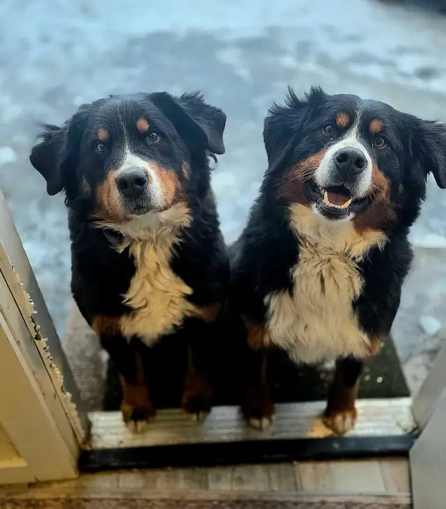 Bernese Mountain Dog Puppies - Photo 6