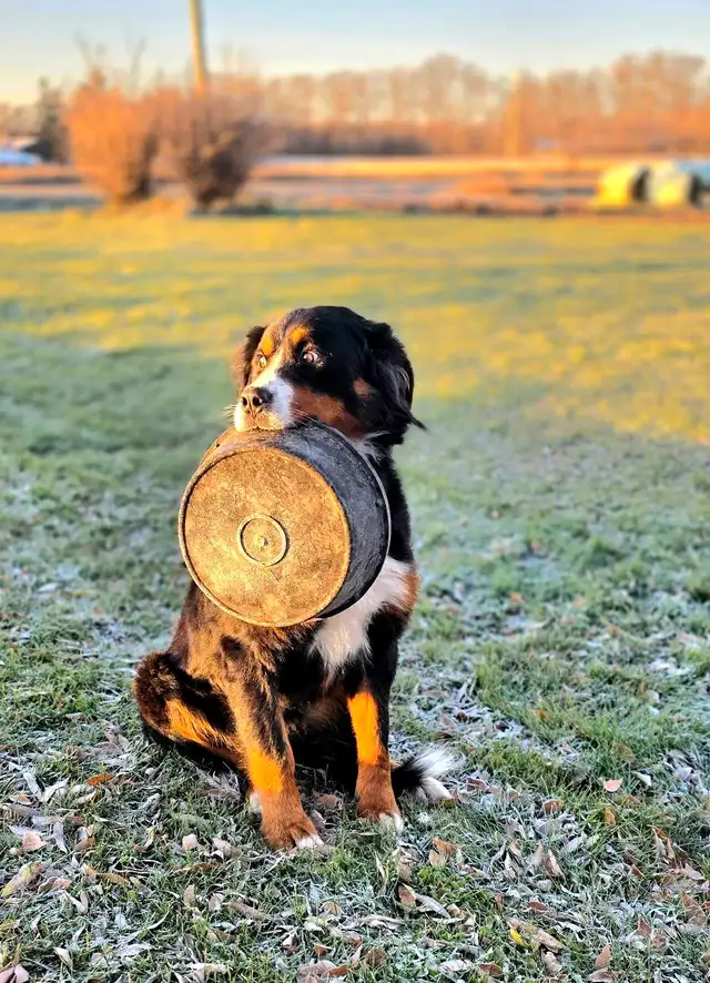 Bernese Mountain Dog Puppies - Photo 7
