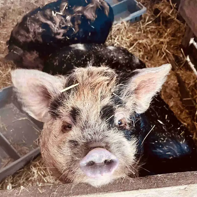 Kune Kune piglets and sows  for sale!