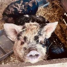 Kune Kune piglets and sows  for sale!