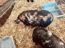 Kune Kune piglets and sows  for sale! - Photo 2