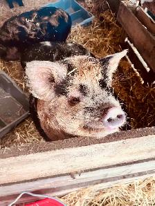 Kune Kune piglets and sows  for sale! - Photo 3