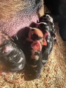 Kune Kune piglets and sows  for sale! - Photo 5