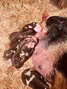 Kune Kune piglets and sows  for sale! - Photo 6
