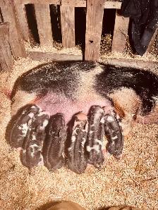 Kune Kune piglets and sows  for sale! - Photo 7