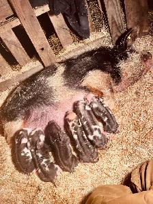Kune Kune piglets and sows  for sale! - Photo 8