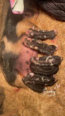 Kune Kune piglets and sows  for sale! - Photo 9