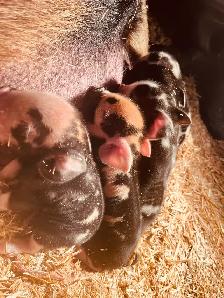 Kune Kune piglets and sows  for sale! - Photo 10