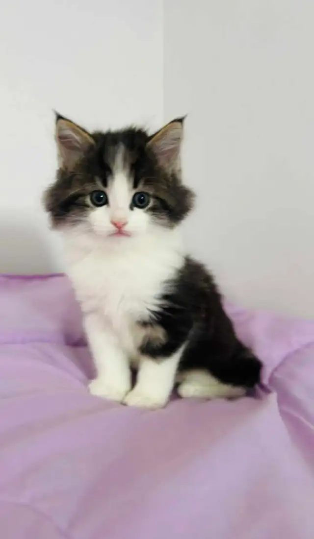 Beautiful Hypoallergenic Siberian one  male left - Photo 7