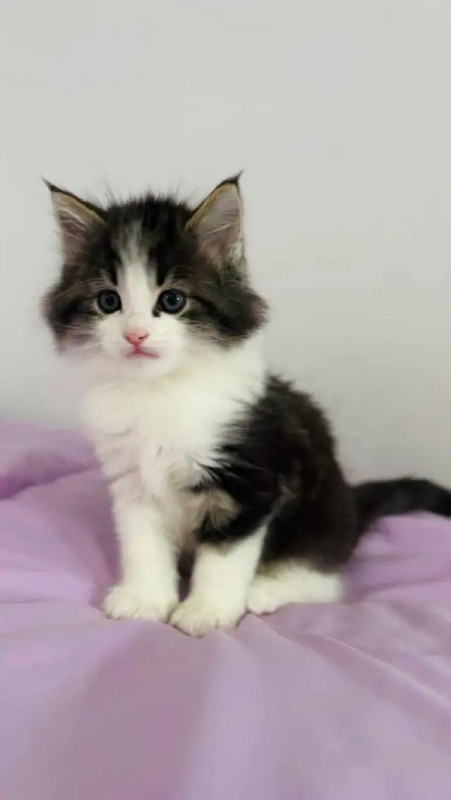 Beautiful Hypoallergenic Siberian one  male left - Photo 8