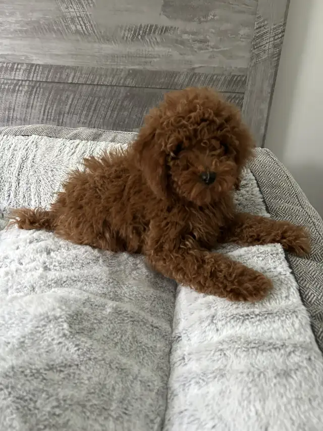 Caniche Miniature Dark Red