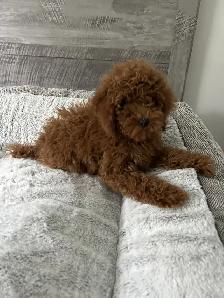 Caniche Miniature Dark Red