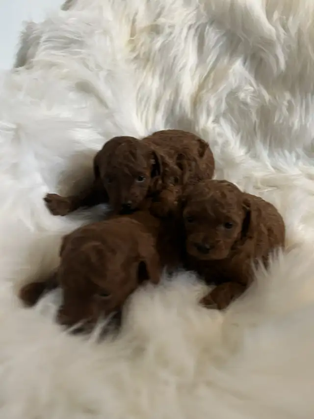 Caniche Miniature Dark Red - Photo 2