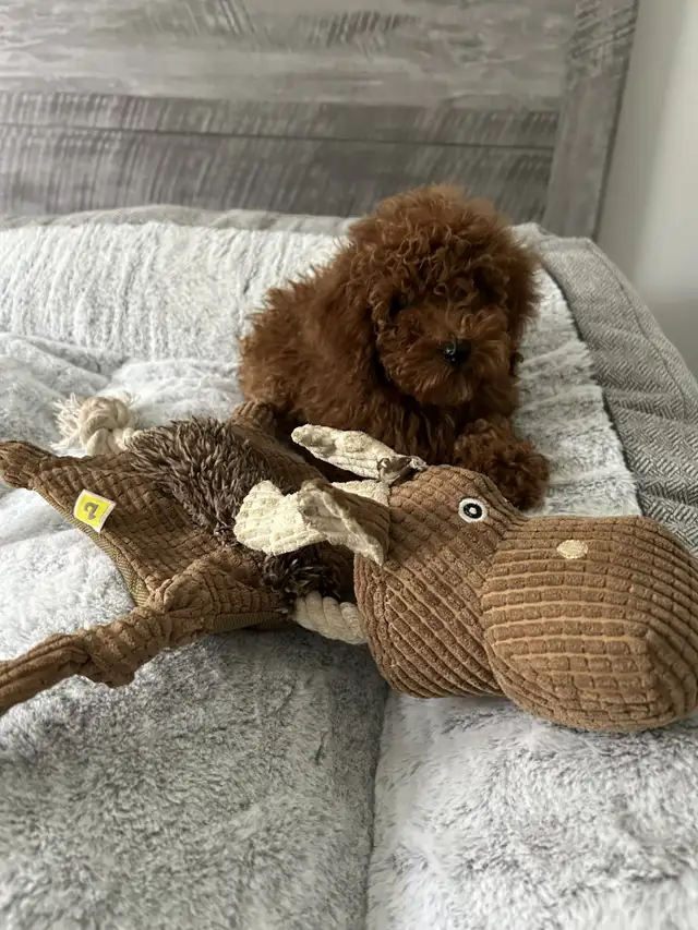 Caniche Miniature Dark Red - Photo 3