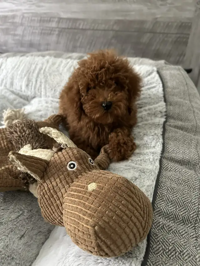 Caniche Miniature Dark Red - Photo 4