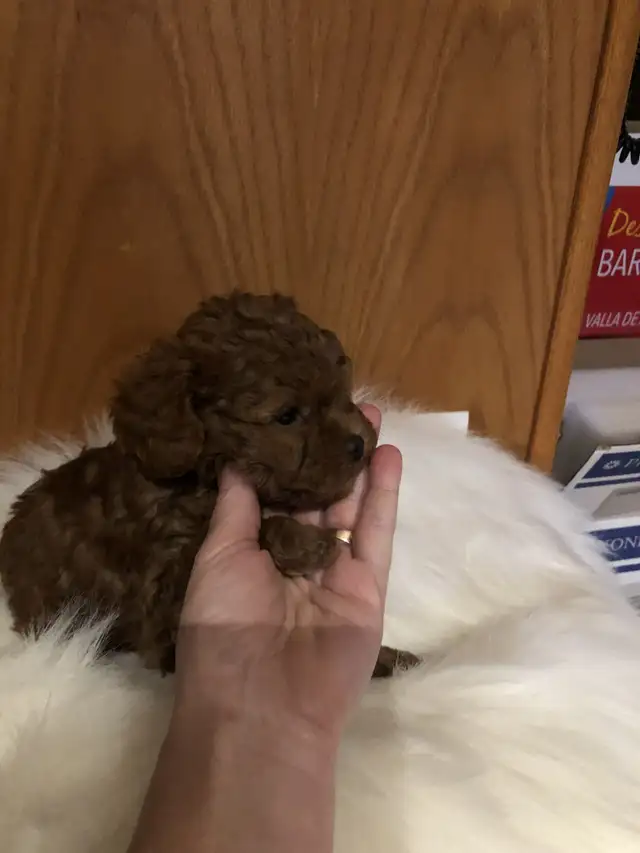 Caniche Miniature Dark Red - Photo 5