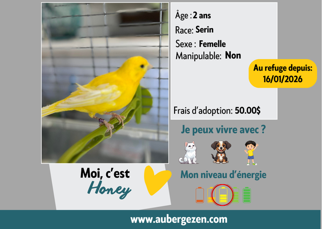 Honey femelle Serin