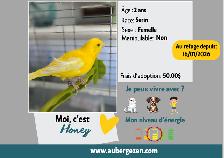 Honey femelle Serin