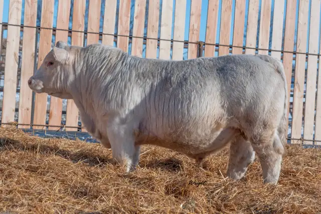 Charolais Bulls and Open Heifers
