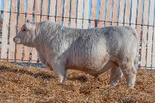 Charolais Bulls and Open Heifers