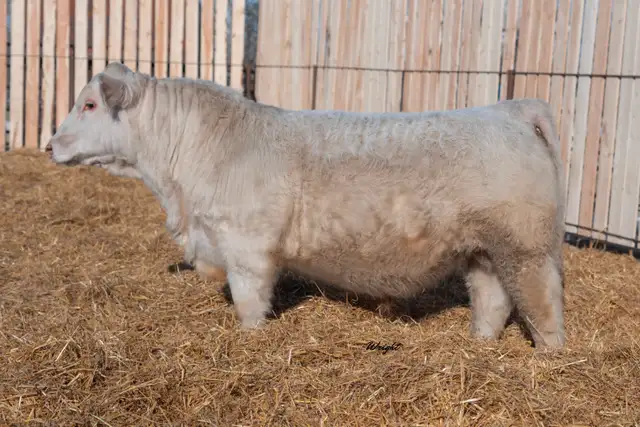 Charolais Bulls and Open Heifers - Photo 2