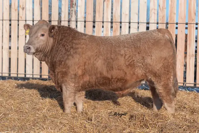 Charolais Bulls and Open Heifers - Photo 3