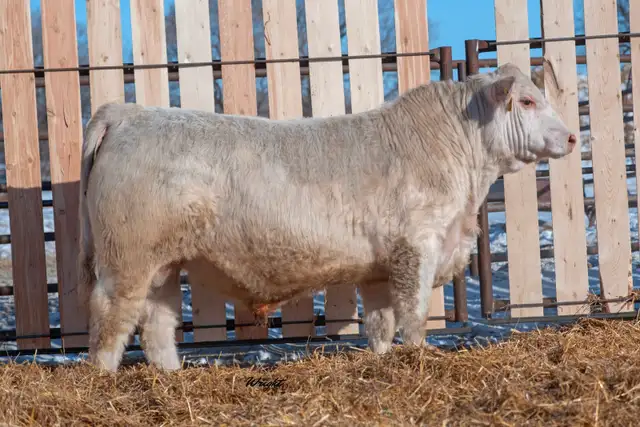 Charolais Bulls and Open Heifers - Photo 4