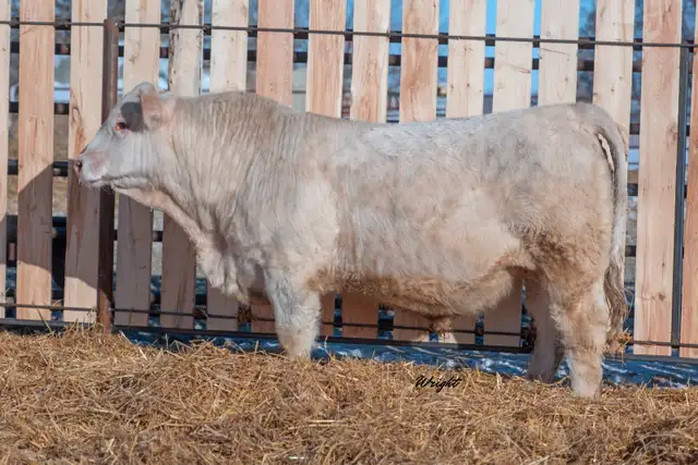 Charolais Bulls and Open Heifers - Photo 5