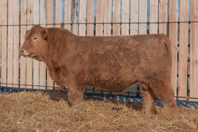 Charolais Bulls and Open Heifers - Photo 6