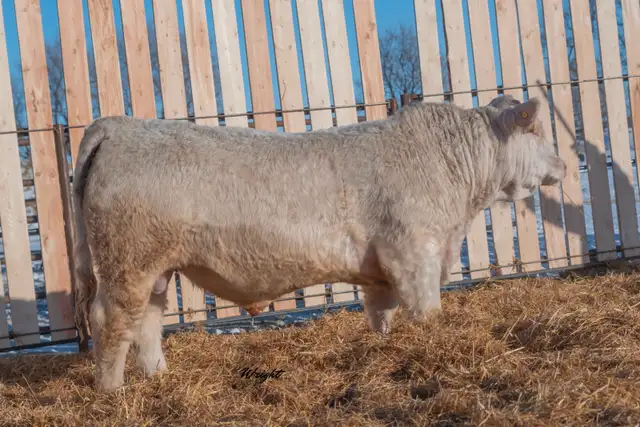 Charolais Bulls and Open Heifers - Photo 7