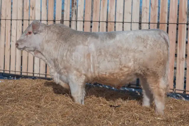 Charolais Bulls and Open Heifers - Photo 8