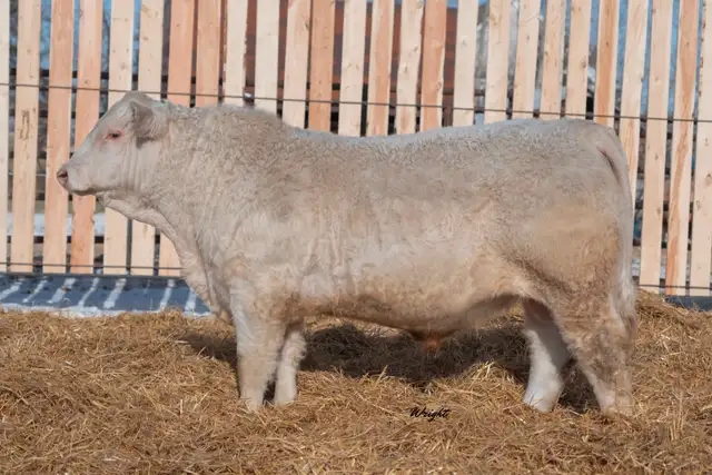 Charolais Bulls and Open Heifers - Photo 9