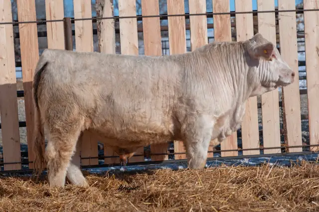 Charolais Bulls and Open Heifers - Photo 10