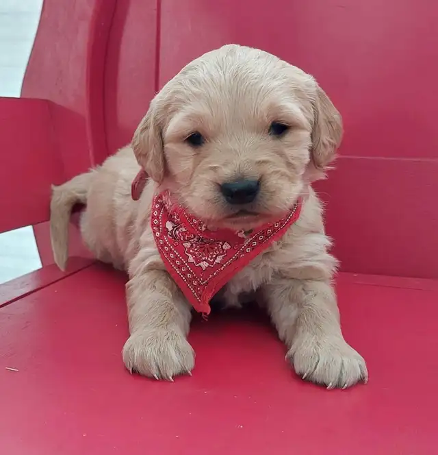 Golden Retriever Puppies