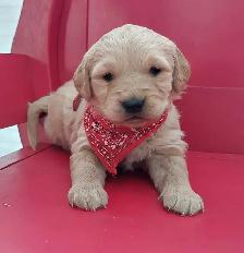 Golden Retriever Puppies