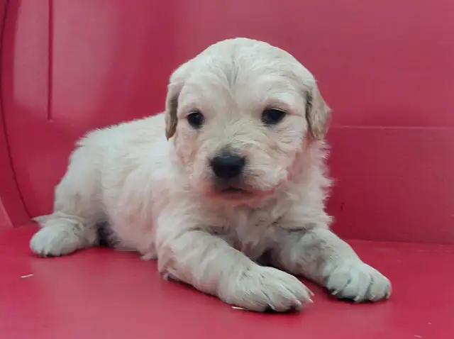 Golden Retriever Puppies - Photo 2